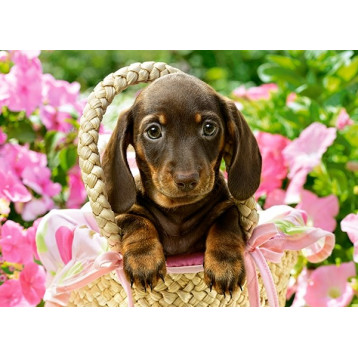 27514. Puzzle 260 Cute Dachshund