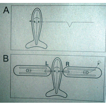 4478.LENNUK LENNUTATAV AIRCOPTER 