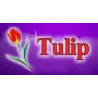 Tulip